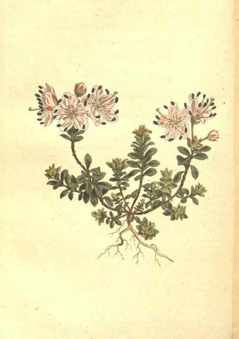 Reproducción/Reproduction 34782721550: The Botanical magazine, or, Flower-garden displayed ... /. [S.l. :s.n.],1790-1800 ;