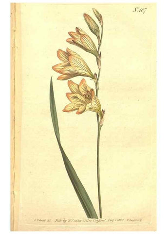 Reproducción/Reproduction 34359537783: The Botanical magazine, or, Flower-garden displayed ... /. [S.l. :s.n.],1790-1800 ;