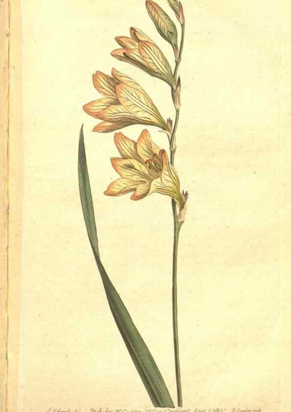 Reproducción/Reproduction 34359537783: The Botanical magazine, or, Flower-garden displayed ... /. [S.l. :s.n.],1790-1800 ;