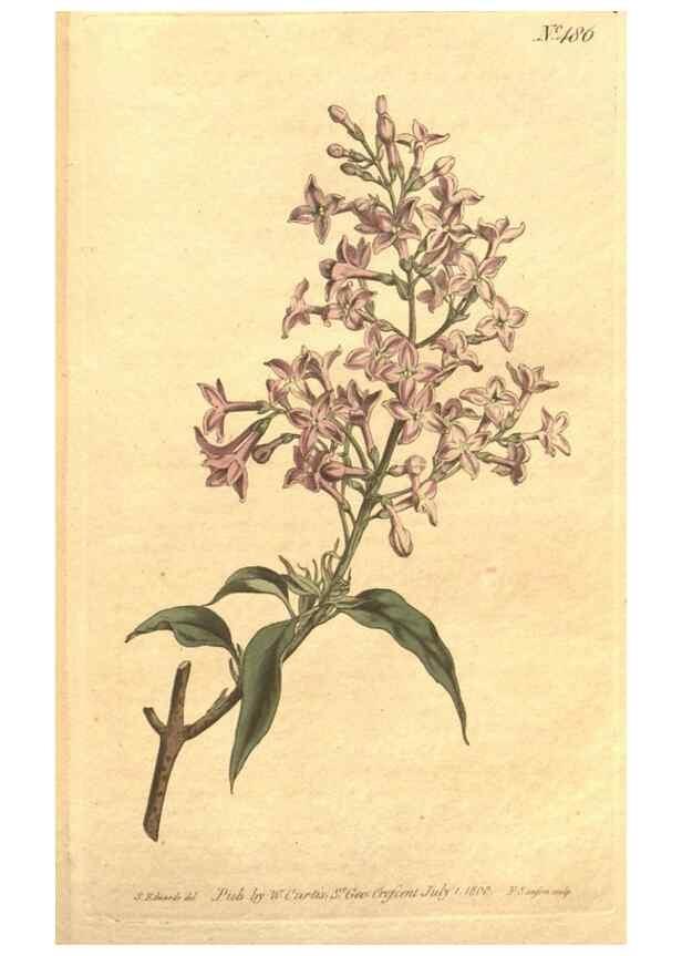 Reproducción/Reproduction 34359535993: The Botanical magazine, or, Flower-garden displayed ... /. [S.l. :s.n.],1790-1800 ;