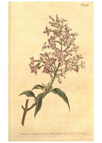 Reproducción/Reproduction 34359535993: The Botanical magazine, or, Flower-garden displayed ... /. [S.l. :s.n.],1790-1800 ;