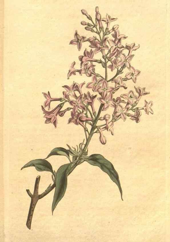 Reproducción/Reproduction 34359535993: The Botanical magazine, or, Flower-garden displayed ... /. [S.l. :s.n.],1790-1800 ;