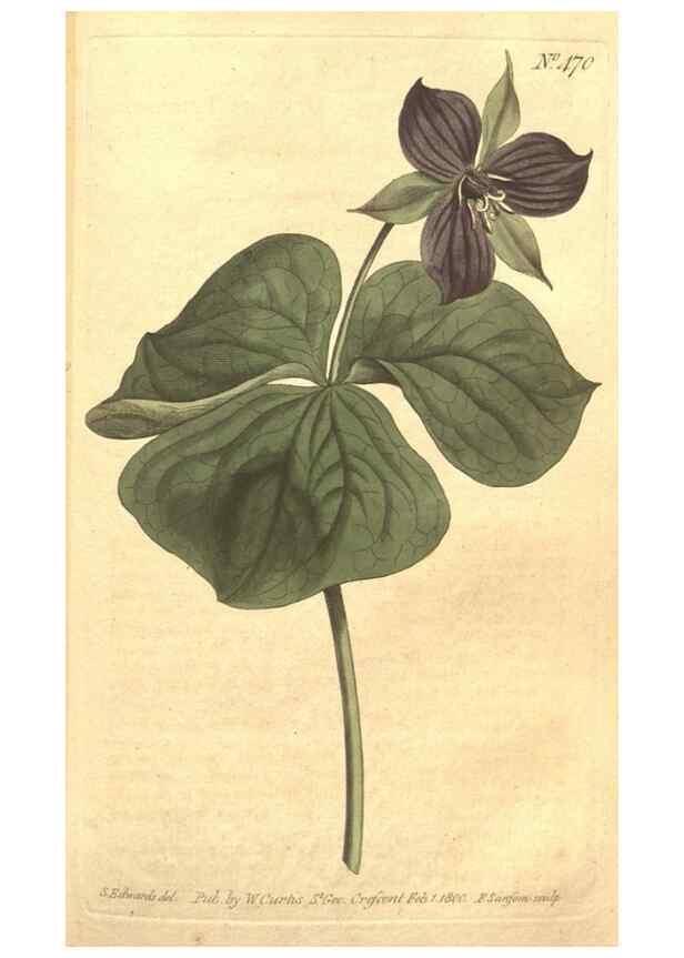 Reproducción/Reproduction 35129292366: The Botanical magazine, or, Flower-garden displayed ... /. [S.l. :s.n.],1790-1800 ;