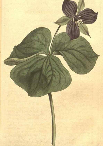 Reproducción/Reproduction 35129292366: The Botanical magazine, or, Flower-garden displayed ... /. [S.l. :s.n.],1790-1800 ;