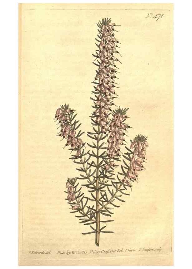 Reproducción/Reproduction 35129294976: The Botanical magazine, or, Flower-garden displayed ... /. [S.l. :s.n.],1790-1800 ;