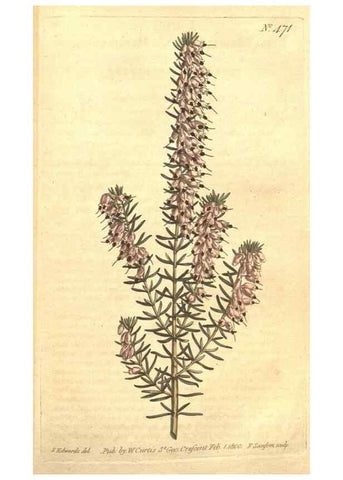 Reproducción/Reproduction 35129294976: The Botanical magazine, or, Flower-garden displayed ... /. [S.l. :s.n.],1790-1800 ;