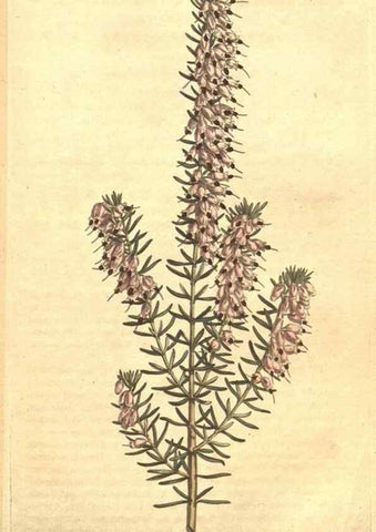 Reproducción/Reproduction 35129294976: The Botanical magazine, or, Flower-garden displayed ... /. [S.l. :s.n.],1790-1800 ;