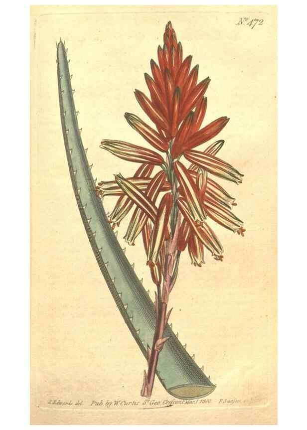 Reproducción/Reproduction 35129297266: The Botanical magazine, or, Flower-garden displayed ... /. [S.l. :s.n.],1790-1800 ;