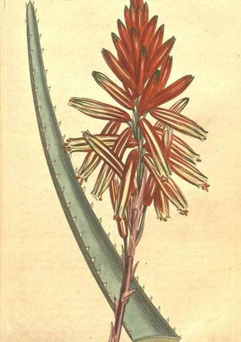 Reproducción/Reproduction 35129297266: The Botanical magazine, or, Flower-garden displayed ... /. [S.l. :s.n.],1790-1800 ;