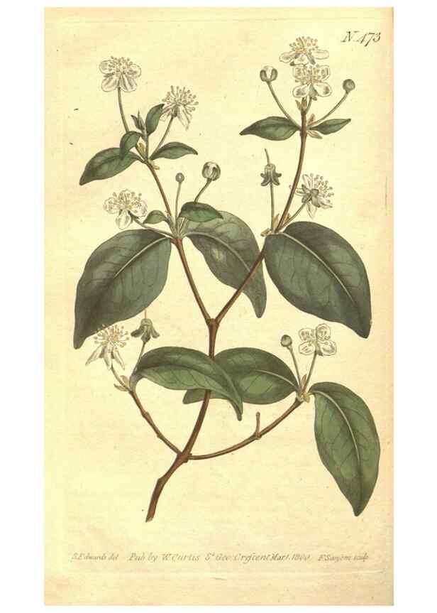 Reproducción/Reproduction 34324165704: The Botanical magazine, or, Flower-garden displayed ... /. [S.l. :s.n.],1790-1800 ;