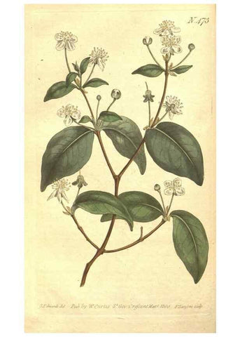 Reproducción/Reproduction 34324165704: The Botanical magazine, or, Flower-garden displayed ... /. [S.l. :s.n.],1790-1800 ;