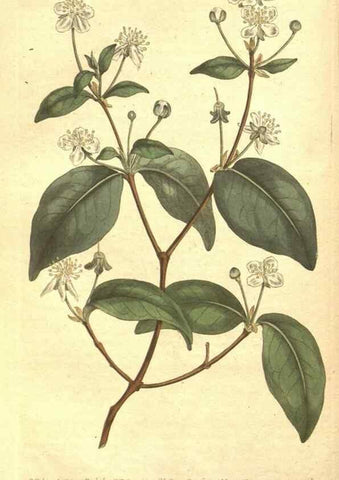 Reproducción/Reproduction 34324165704: The Botanical magazine, or, Flower-garden displayed ... /. [S.l. :s.n.],1790-1800 ;