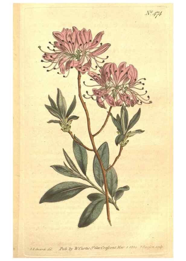 Reproducción/Reproduction 34324167944: The Botanical magazine, or, Flower-garden displayed ... /. [S.l. :s.n.],1790-1800 ;