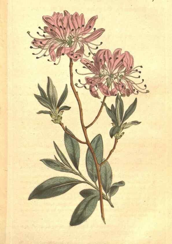 Reproducción/Reproduction 34324167944: The Botanical magazine, or, Flower-garden displayed ... /. [S.l. :s.n.],1790-1800 ;