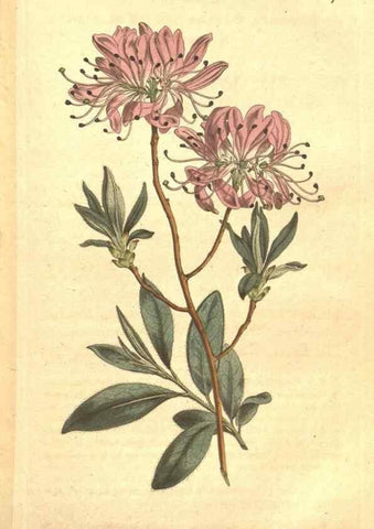 Reproducción/Reproduction 34324167944: The Botanical magazine, or, Flower-garden displayed ... /. [S.l. :s.n.],1790-1800 ;
