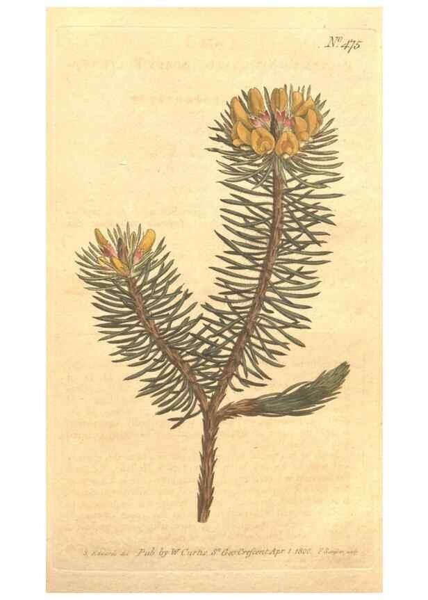 Reproducción/Reproduction 34324170114: The Botanical magazine, or, Flower-garden displayed ... /. [S.l. :s.n.],1790-1800 ;
