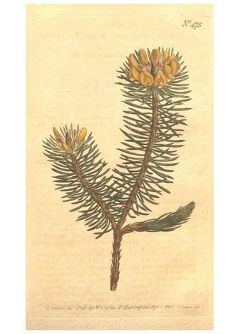 Reproducción/Reproduction 34324170114: The Botanical magazine, or, Flower-garden displayed ... /. [S.l. :s.n.],1790-1800 ;