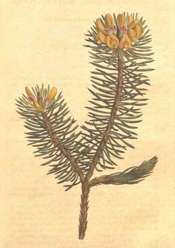 Reproducción/Reproduction 34324170114: The Botanical magazine, or, Flower-garden displayed ... /. [S.l. :s.n.],1790-1800 ;