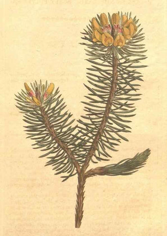 Reproducción/Reproduction 34324170114: The Botanical magazine, or, Flower-garden displayed ... /. [S.l. :s.n.],1790-1800 ;