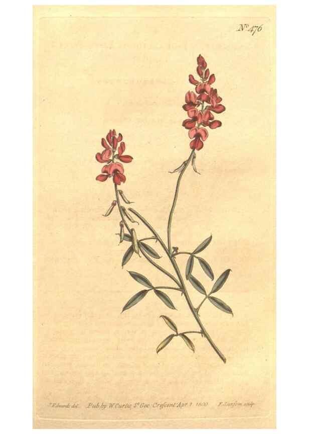 Reproducción/Reproduction 34324173044: The Botanical magazine, or, Flower-garden displayed ... /. [S.l. :s.n.],1790-1800 ;