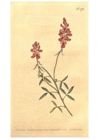 Reproducción/Reproduction 34324173044: The Botanical magazine, or, Flower-garden displayed ... /. [S.l. :s.n.],1790-1800 ;
