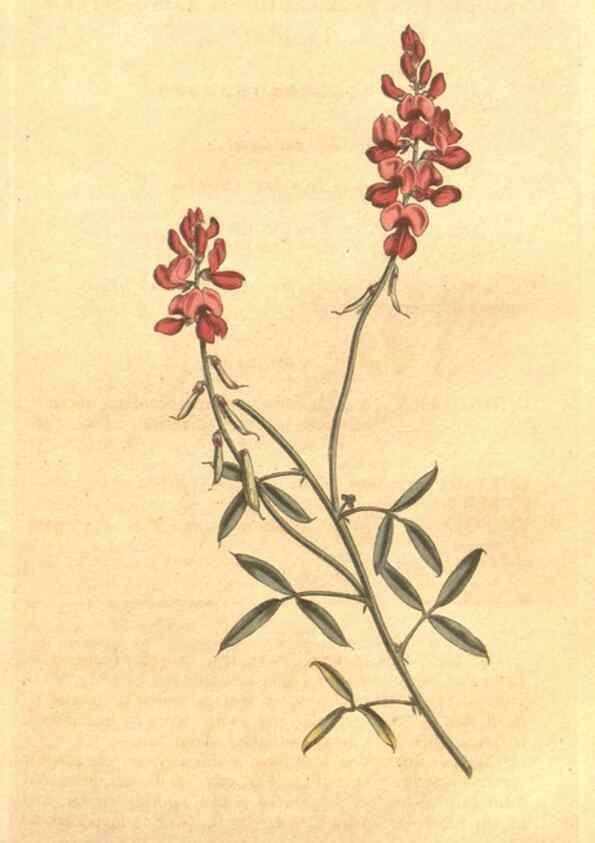 Reproducción/Reproduction 34324173044: The Botanical magazine, or, Flower-garden displayed ... /. [S.l. :s.n.],1790-1800 ;
