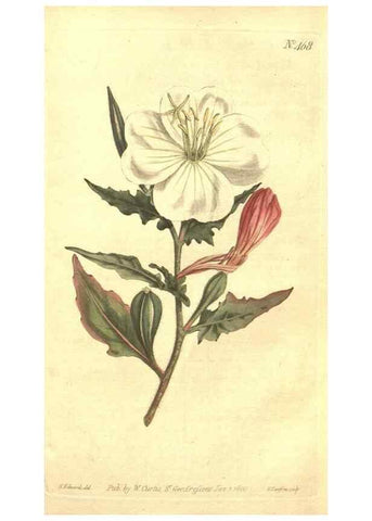 Reproducción/Reproduction 35129286816: The Botanical magazine, or, Flower-garden displayed ... /. [S.l. :s.n.],1790-1800 ;
