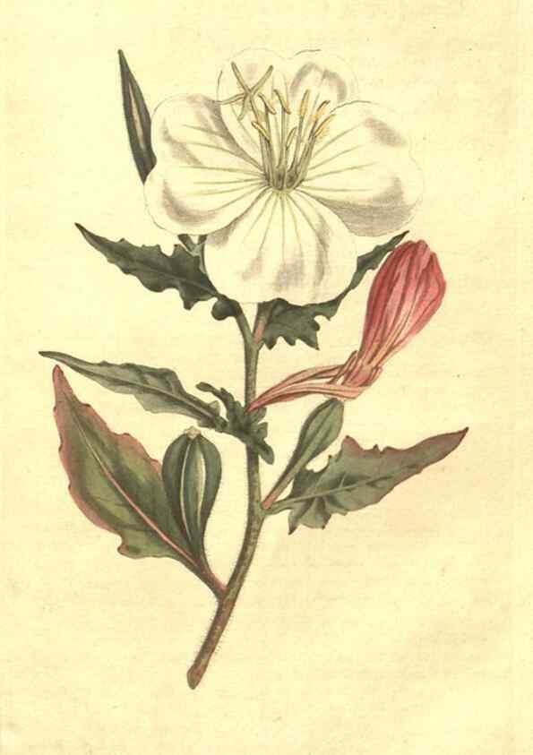 Reproducción/Reproduction 35129286816: The Botanical magazine, or, Flower-garden displayed ... /. [S.l. :s.n.],1790-1800 ;