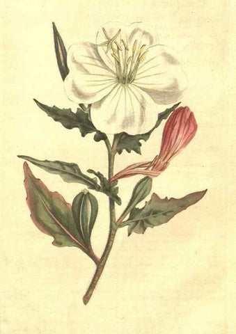 Reproducción/Reproduction 35129286816: The Botanical magazine, or, Flower-garden displayed ... /. [S.l. :s.n.],1790-1800 ;