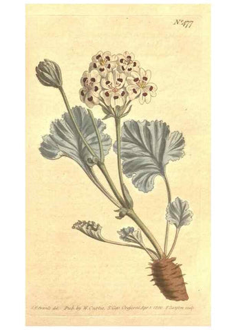 Reproducción/Reproduction 34324175874: The Botanical magazine, or, Flower-garden displayed ... /. [S.l. :s.n.],1790-1800 ;