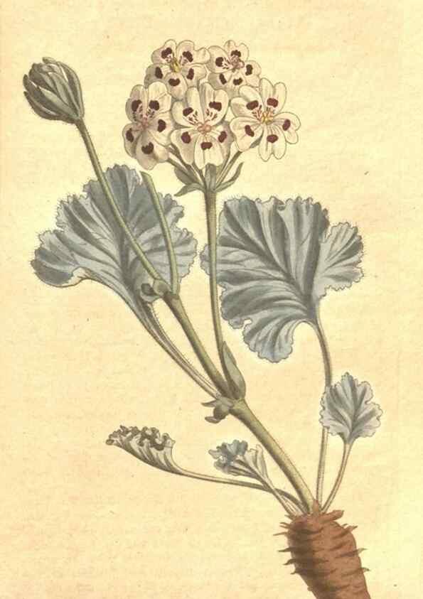 Reproducción/Reproduction 34324175874: The Botanical magazine, or, Flower-garden displayed ... /. [S.l. :s.n.],1790-1800 ;
