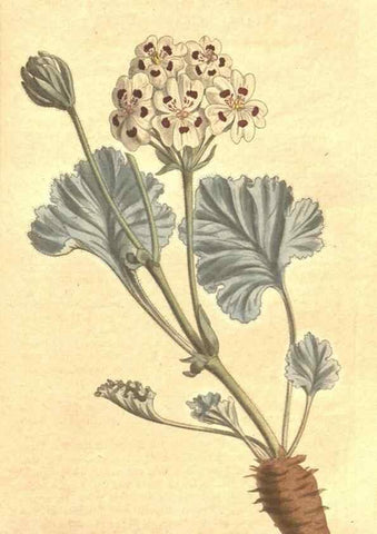 Reproducción/Reproduction 34324175874: The Botanical magazine, or, Flower-garden displayed ... /. [S.l. :s.n.],1790-1800 ;