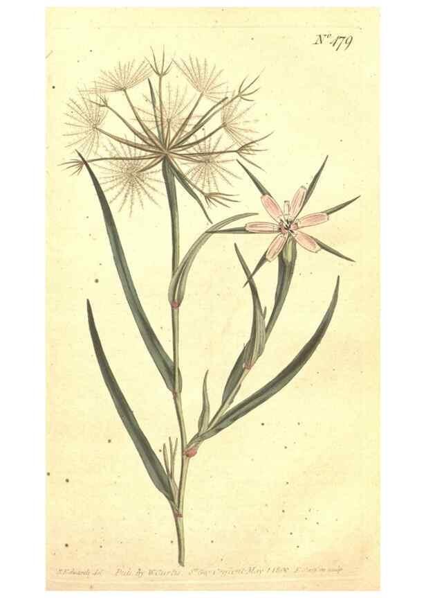 Reproducción/Reproduction 34324180784: The Botanical magazine, or, Flower-garden displayed ... /. [S.l. :s.n.],1790-1800 ;