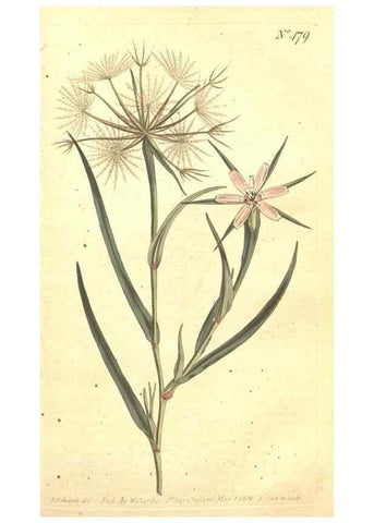 Reproducción/Reproduction 34324180784: The Botanical magazine, or, Flower-garden displayed ... /. [S.l. :s.n.],1790-1800 ;