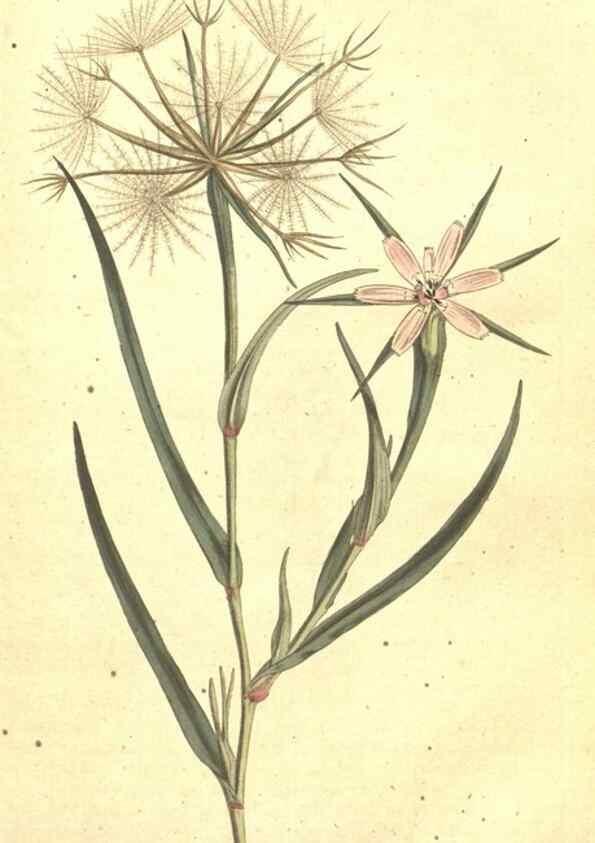 Reproducción/Reproduction 34324180784: The Botanical magazine, or, Flower-garden displayed ... /. [S.l. :s.n.],1790-1800 ;