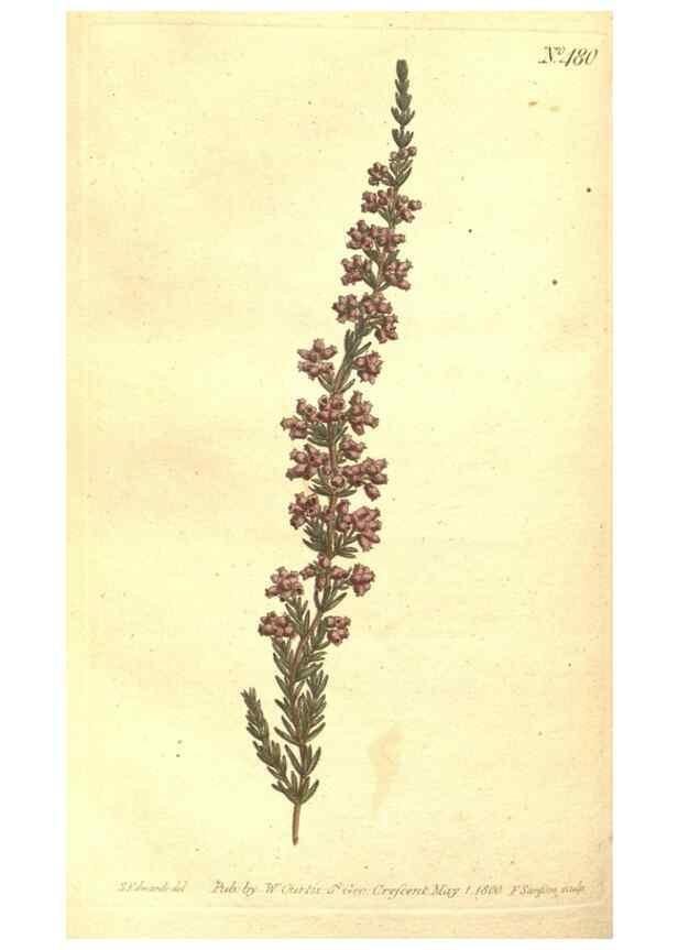 Reproducción/Reproduction 34324182834: The Botanical magazine, or, Flower-garden displayed ... /. [S.l. :s.n.],1790-1800 ;