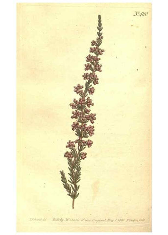 Reproducción/Reproduction 34324182834: The Botanical magazine, or, Flower-garden displayed ... /. [S.l. :s.n.],1790-1800 ;