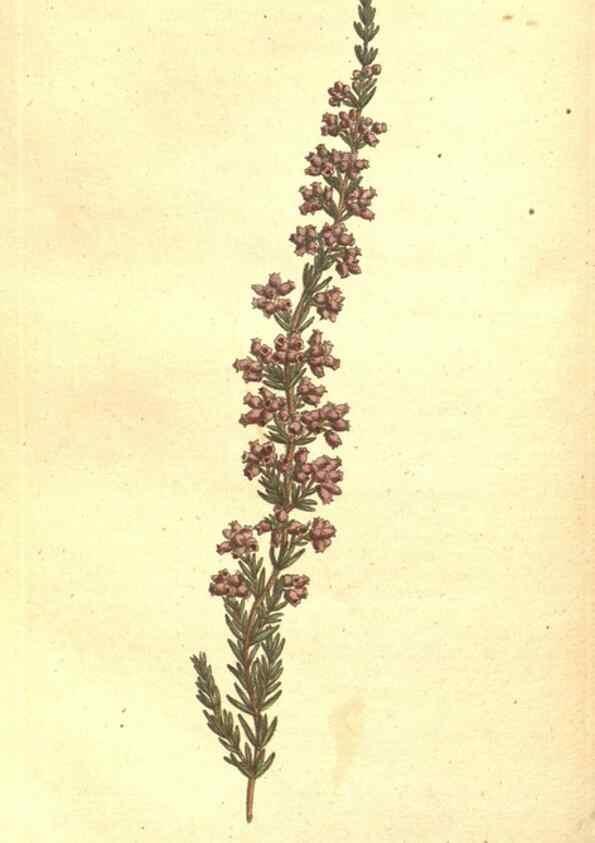 Reproducción/Reproduction 34324182834: The Botanical magazine, or, Flower-garden displayed ... /. [S.l. :s.n.],1790-1800 ;