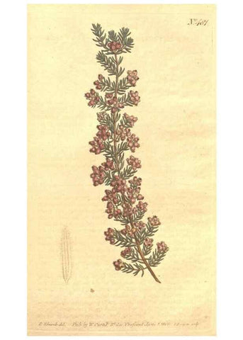 Reproducción/Reproduction 35038458681: The Botanical magazine, or, Flower-garden displayed ... /. [S.l. :s.n.],1790-1800 ;