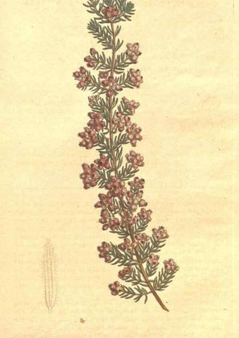 Reproducción/Reproduction 35038458681: The Botanical magazine, or, Flower-garden displayed ... /. [S.l. :s.n.],1790-1800 ;