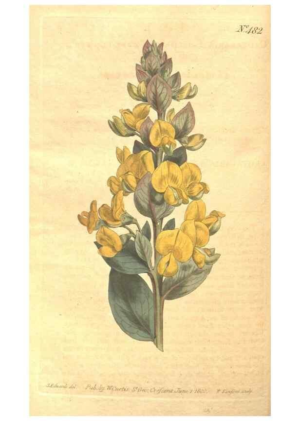 Reproducción/Reproduction 34359529573: The Botanical magazine, or, Flower-garden displayed ... /. [S.l. :s.n.],1790-1800 ;
