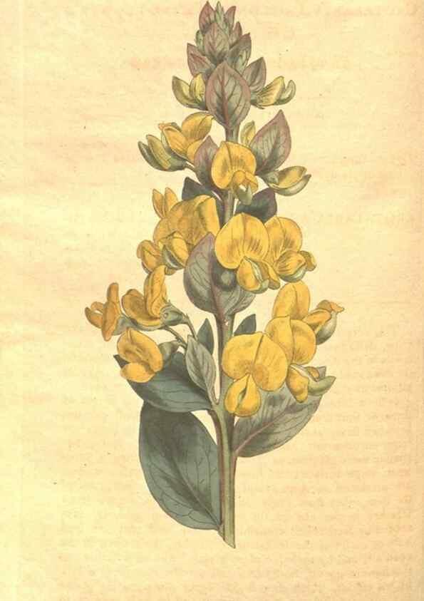 Reproducción/Reproduction 34359529573: The Botanical magazine, or, Flower-garden displayed ... /. [S.l. :s.n.],1790-1800 ;