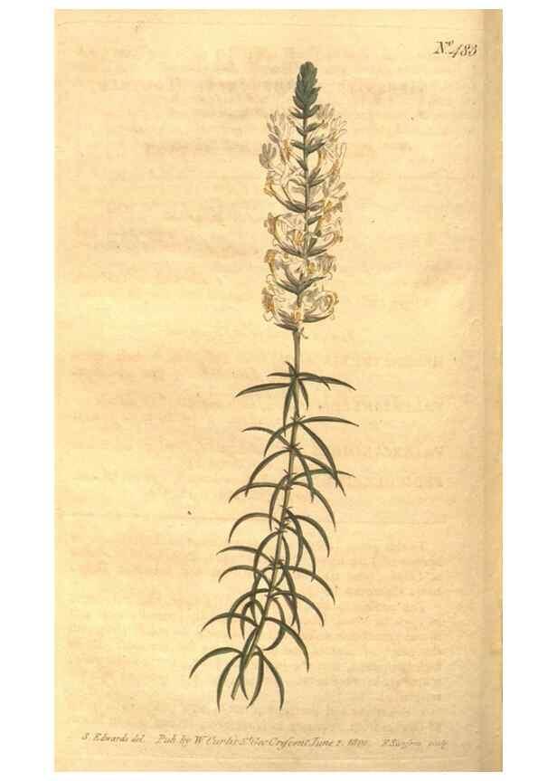 Reproducción/Reproduction 34359531353: The Botanical magazine, or, Flower-garden displayed ... /. [S.l. :s.n.],1790-1800 ;