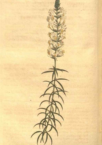 Reproducción/Reproduction 34359531353: The Botanical magazine, or, Flower-garden displayed ... /. [S.l. :s.n.],1790-1800 ;