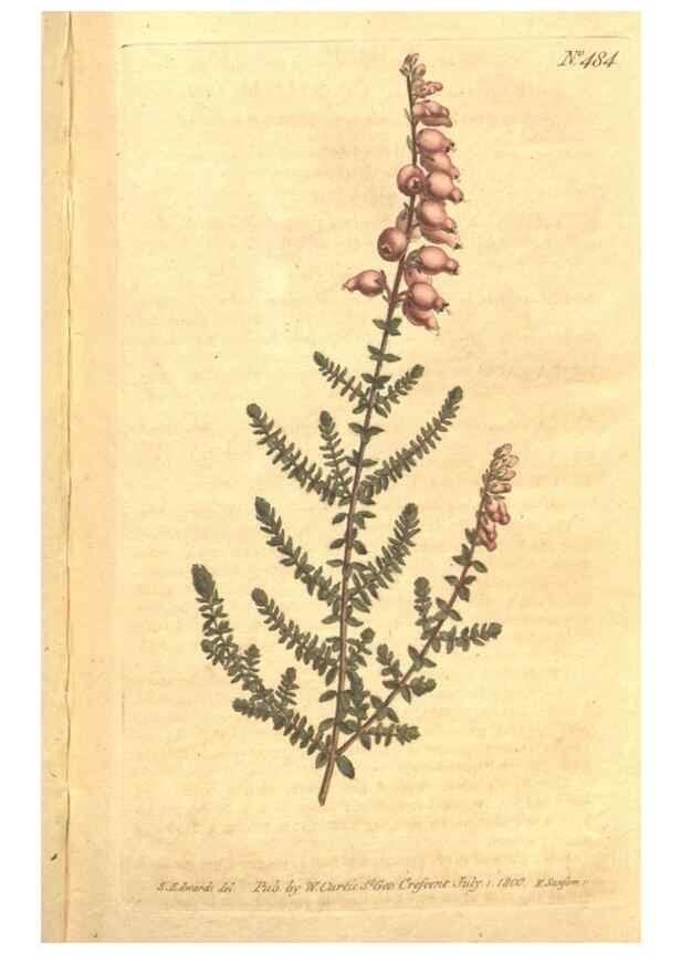 Reproducción/Reproduction 34359532993: The Botanical magazine, or, Flower-garden displayed ... /. [S.l. :s.n.],1790-1800 ;