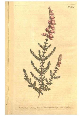 Reproducción/Reproduction 34359532993: The Botanical magazine, or, Flower-garden displayed ... /. [S.l. :s.n.],1790-1800 ;