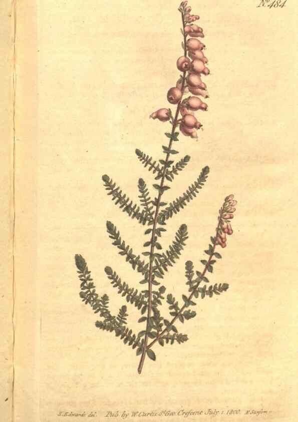 Reproducción/Reproduction 34359532993: The Botanical magazine, or, Flower-garden displayed ... /. [S.l. :s.n.],1790-1800 ;
