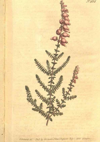 Reproducción/Reproduction 34359532993: The Botanical magazine, or, Flower-garden displayed ... /. [S.l. :s.n.],1790-1800 ;