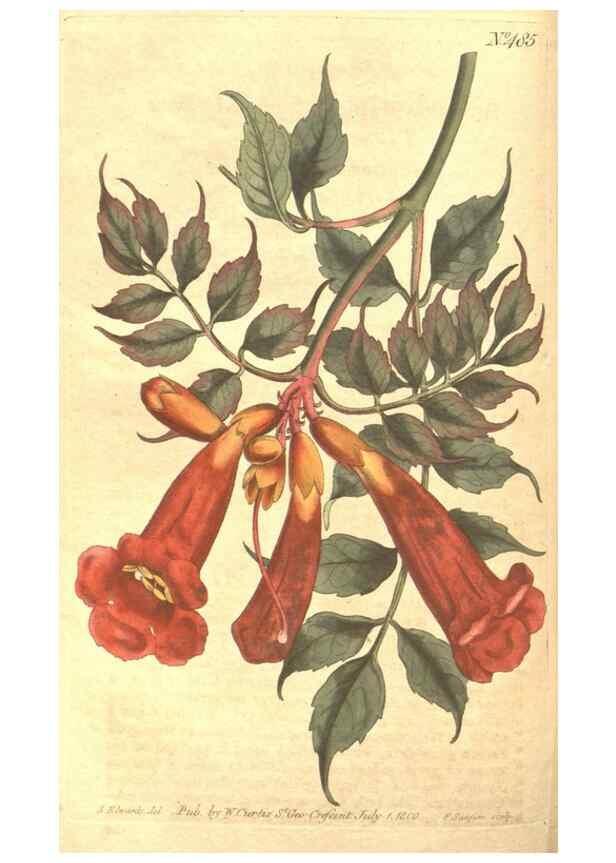 Reproducción/Reproduction 34359534663: The Botanical magazine, or, Flower-garden displayed ... /. [S.l. :s.n.],1790-1800 ;
