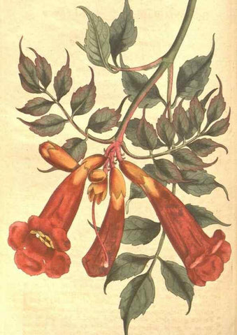 Reproducción/Reproduction 34359534663: The Botanical magazine, or, Flower-garden displayed ... /. [S.l. :s.n.],1790-1800 ;